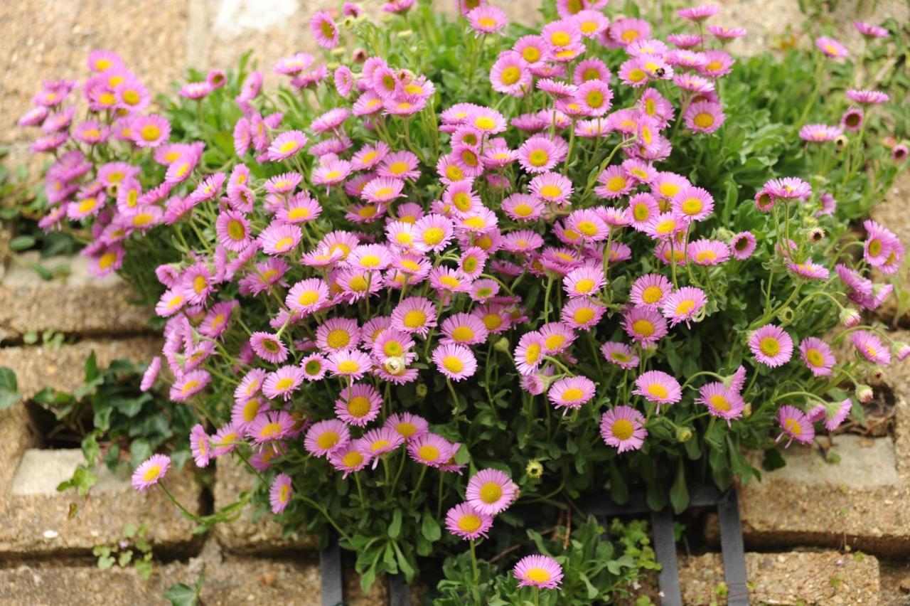 Bed and Breakfast Rose Farm Гонитон Экстерьер фото