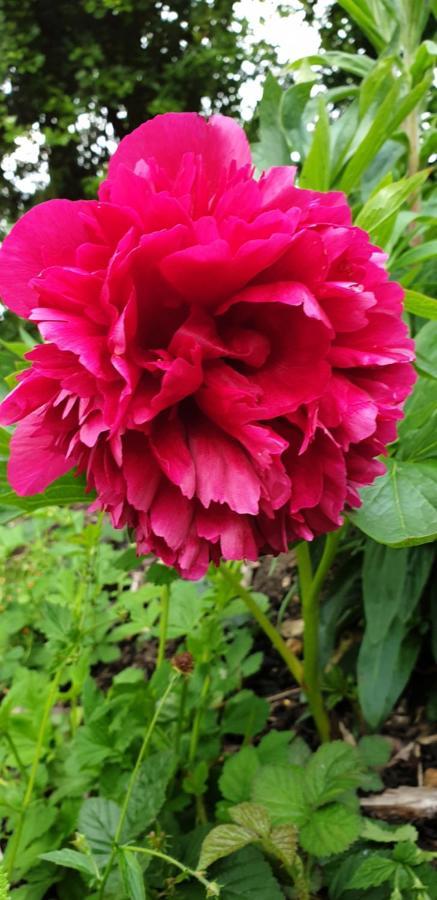 Bed and Breakfast Rose Farm Гонитон Экстерьер фото
