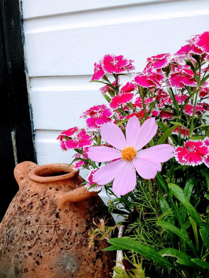 Bed and Breakfast Rose Farm Гонитон Экстерьер фото
